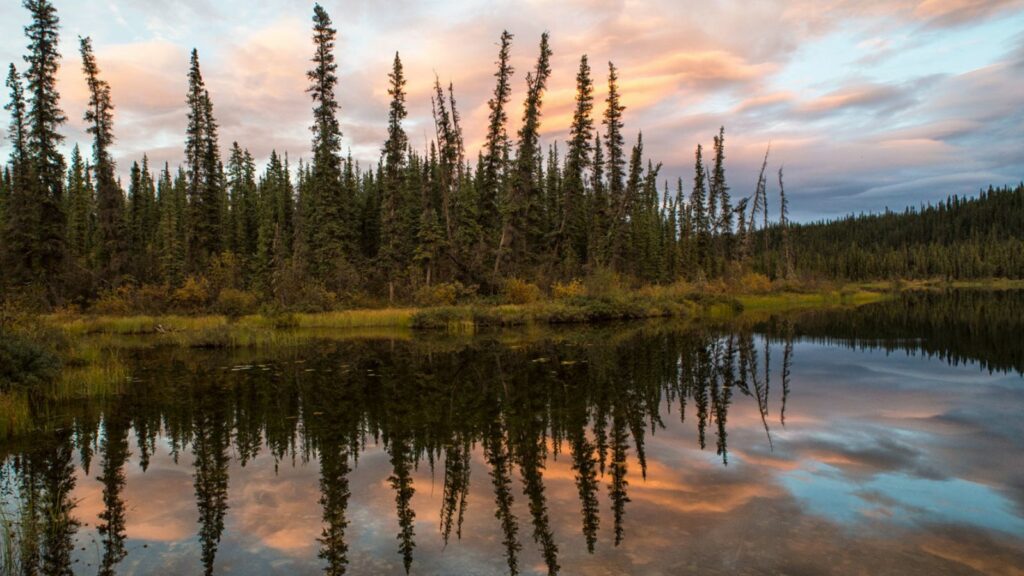 Random Canadian Forest 21 Canadian Innovations That Are Decades Ahead - Trendonomist